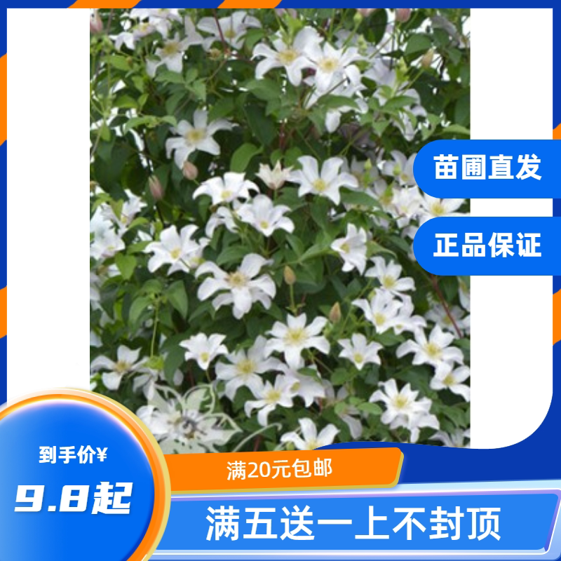 龙龙月季园艺 胡尔丁 铁线莲扦插小苗攀援爬藤花苗阳台植物盆栽