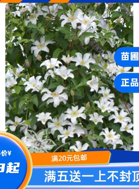 龙龙月季园艺 胡尔丁 铁线莲扦插小苗攀援爬藤花苗阳台植物盆栽