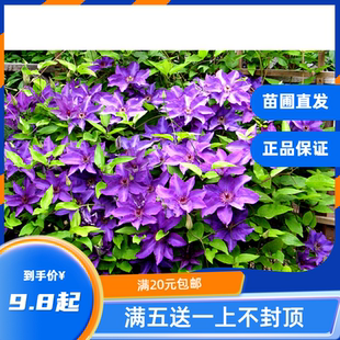 龙龙月季园艺 总统 铁线莲阳台庭院攀缘爬藤绿植花卉四季阳台耐寒