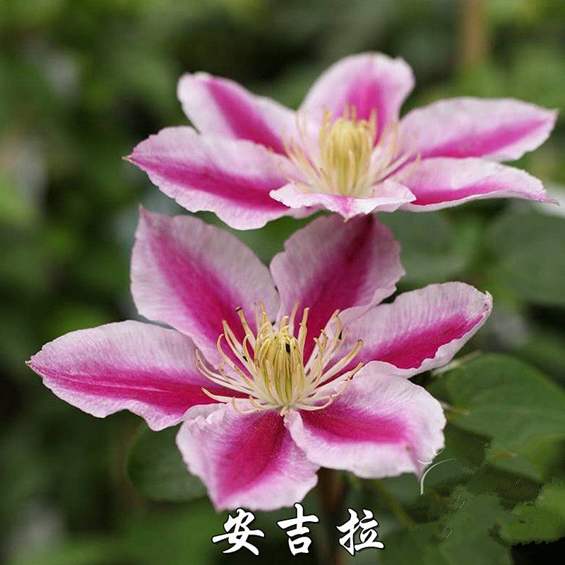 龙龙月季园艺 安吉拉 铁线莲 耐热阳台庭院爬藤植物盆栽花卉