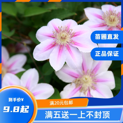 月季园艺爬藤阳台攀援花卉