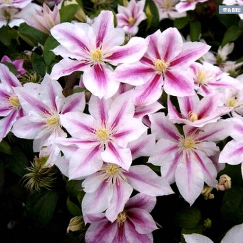 龙龙月季园艺 仙女座 铁线莲阳台庭院花墙爬藤藤本植物新手易养