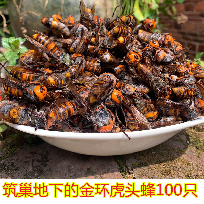 筑巢地下的金环虎头蜂黄蜂胡蜂蚂蜂地龙蜂牛角蜂土马峰100只包邮