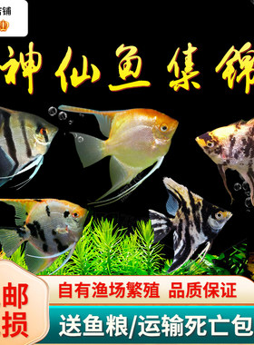 活体秘鲁红头三色小花仙观赏鱼