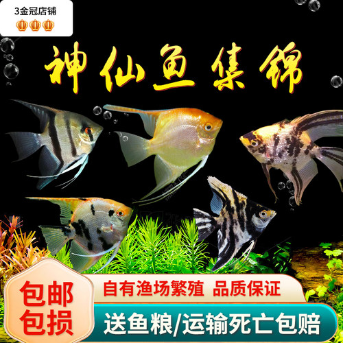神仙鱼活体观赏鱼神仙鱼燕鱼热带鱼秘鲁神仙红头三色黑神仙小花仙 - 封面
