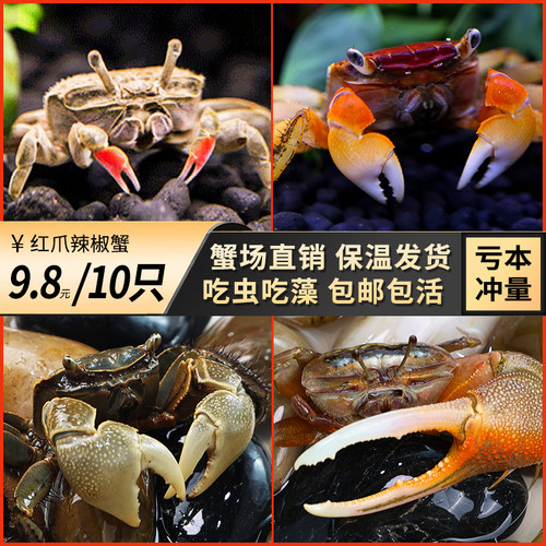 迷你辣椒蟹相手蟹招潮蟹活体宠物
