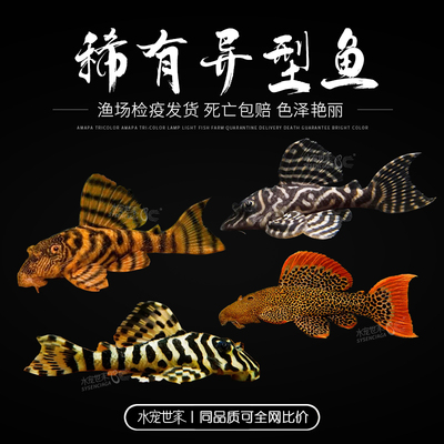 L398L397阿莲卡红老虎L600帝王血钻L134黄金斑马L333帝王迷宫异型