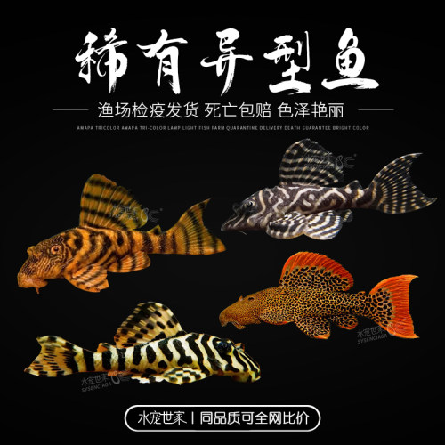 L398L397阿莲卡红老虎L600帝王血钻L134黄金斑马L333帝王迷宫异型