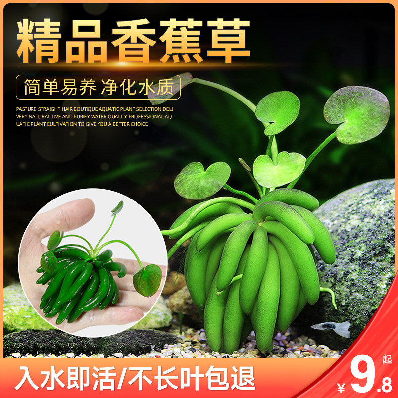 进口结蕉香蕉草水草易养活体植物