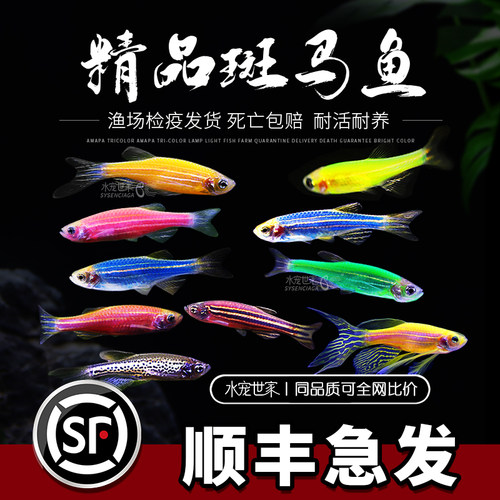 小型热带鱼孔雀鱼红绿灯斑马鱼