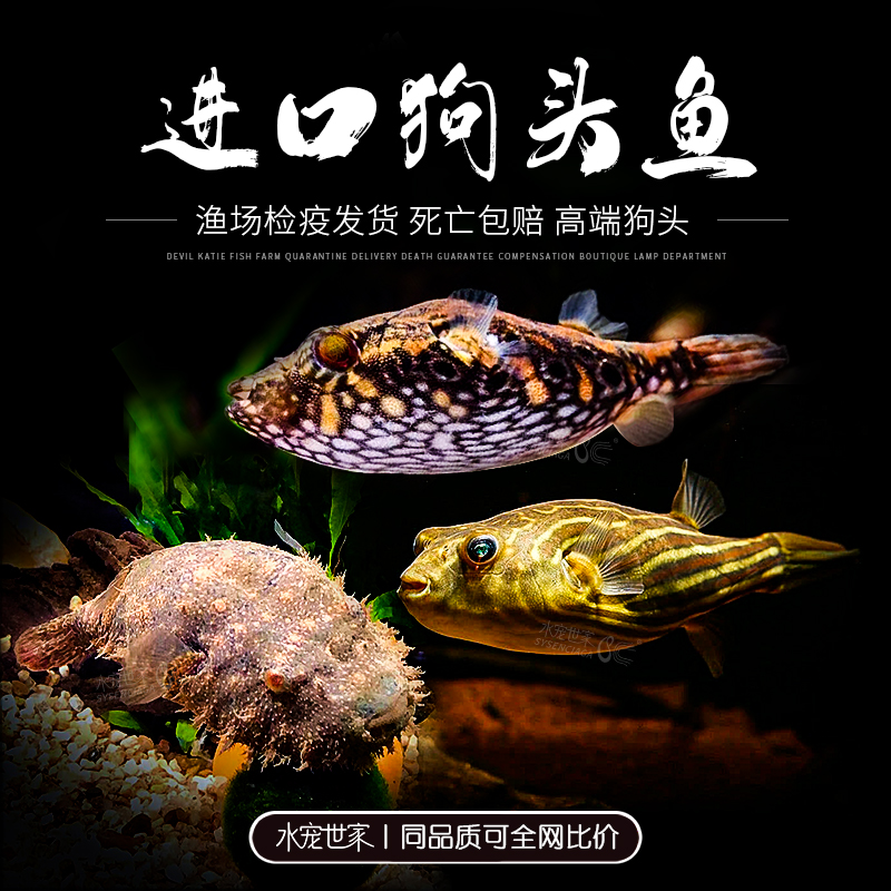 火炽银河灯鱼小型活体群游草缸