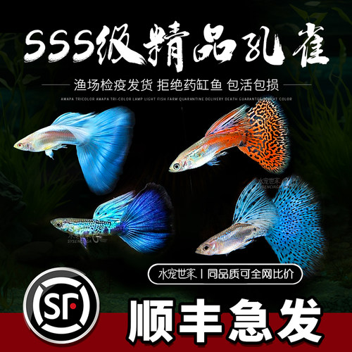 孔雀鱼精品凤尾鱼可繁殖淡水鱼