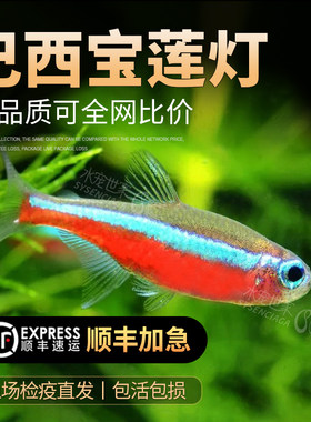 小型淡水观赏鱼活体宝莲灯红绿灯