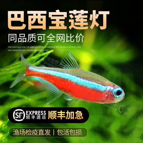 小型淡水观赏鱼活体宝莲灯红绿灯