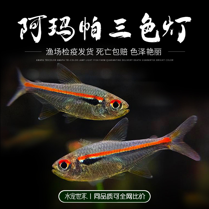 阿玛帕三色灯鱼南美热带鱼灯鱼群游观赏小鱼活体高端小型灯科鱼