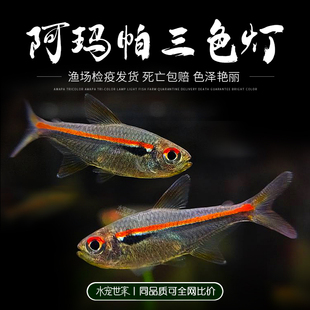 阿玛帕三色灯鱼南美热带鱼灯鱼群游观赏小鱼活体高端小型灯科鱼