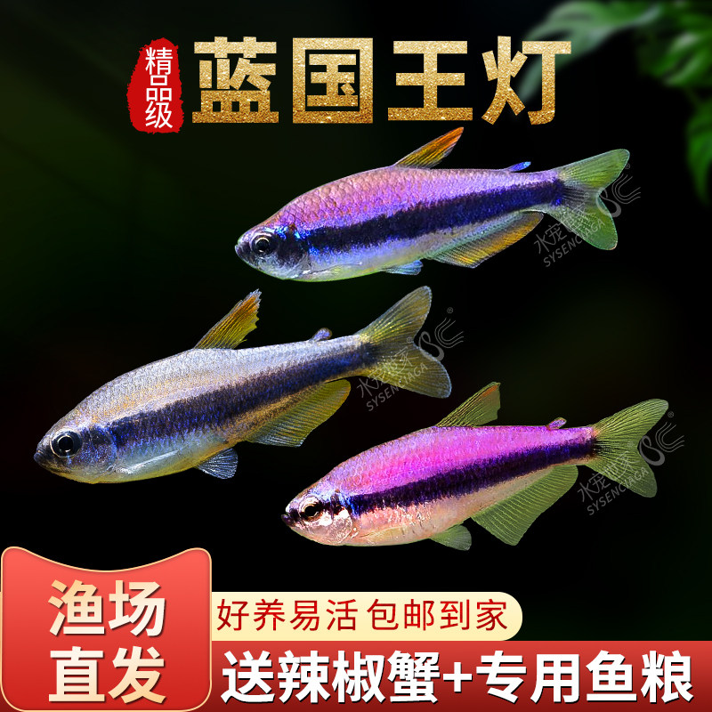 蓝帝王灯南美热带观赏鱼蓝国王灯皇后灯蓝帝提灯群游好养红绿灯鱼