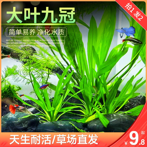 大叶皇冠活体有茎类中后景水草