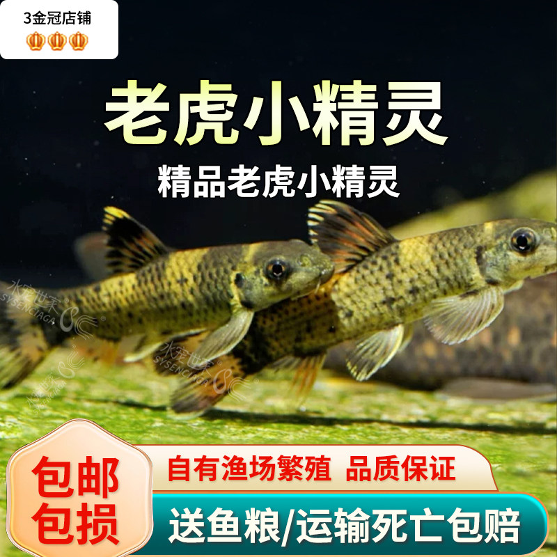 老虎小精灵热带淡水鱼图片