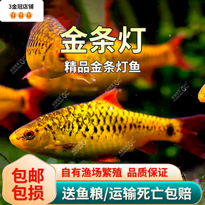金条灯灯科鱼小型热带观赏鱼群游