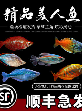 电光美人美人鱼好养耐活