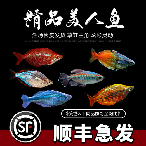 电光美人美人鱼好养耐活