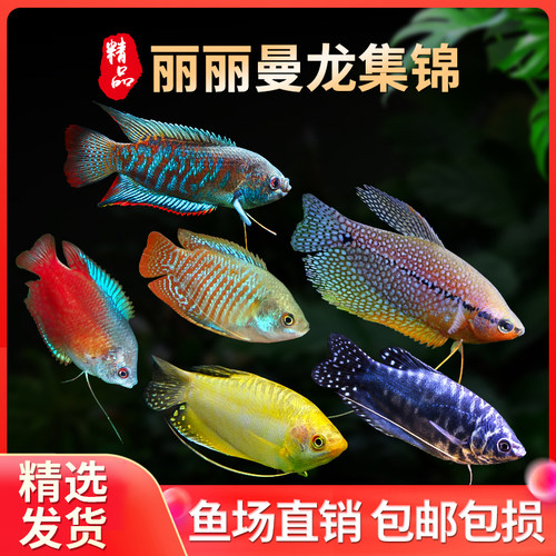热带鱼曼龙鱼马甲丽丽鱼吃蛋白虫