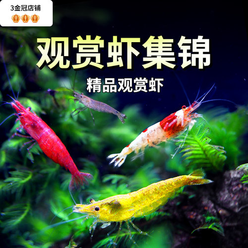 淡水活体观赏虾除藻清洁工具虾