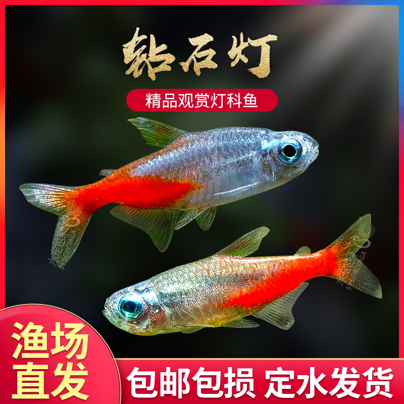 水族箱小型热带鱼活体好养宝莲灯