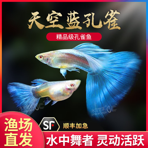 天空蓝缎带孔雀大尾大C凤尾小鱼