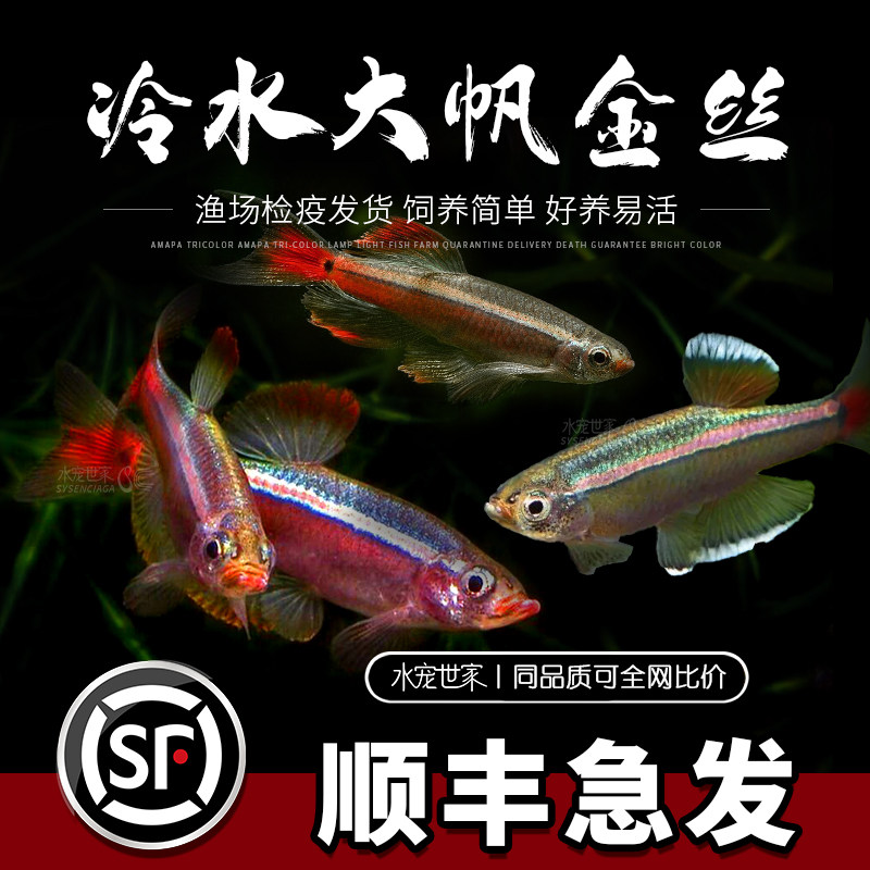 金丝鱼大帆瑰丽火焰金丝图片