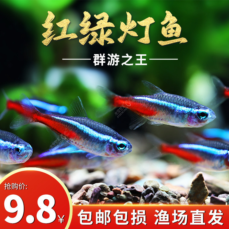 红绿灯鱼群游灯科鱼热带观赏鱼图片