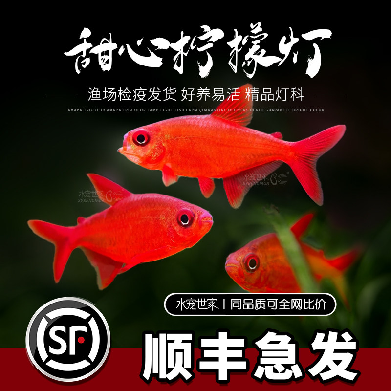 甜心柠檬灯鱼南美热带鱼巴西进口稀有鱼草缸群游鱼高端鱼群红绿灯