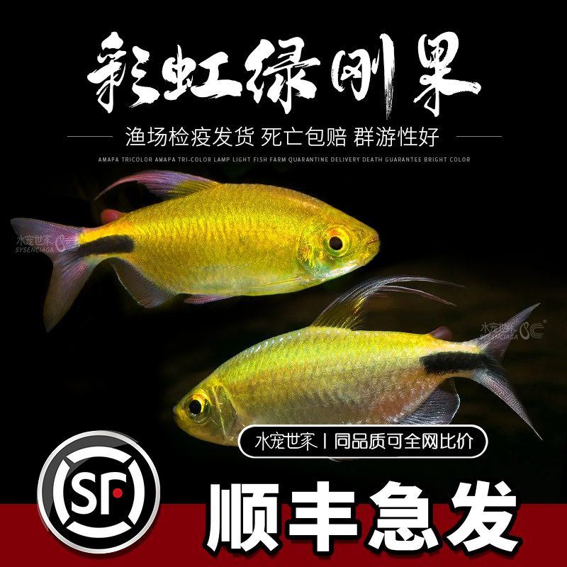 彩虹绿刚果鱼霓虹绿刚果鱼一线隆尼吉鱼稀有灯鱼精品热带鱼群游