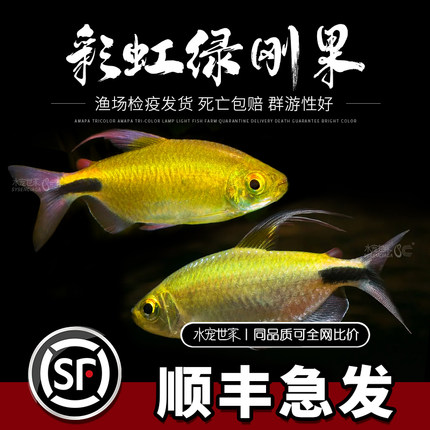 彩虹绿刚果鱼霓虹绿刚果鱼一线隆尼吉鱼稀有灯鱼精品热带鱼群游