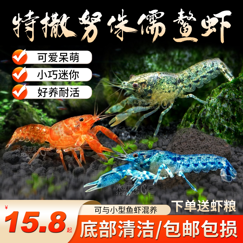 精致可爱呆萌红蓝侏儒鳌虾