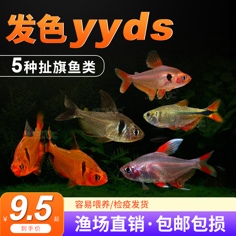 扯旗鱼合集小型热带观赏鱼