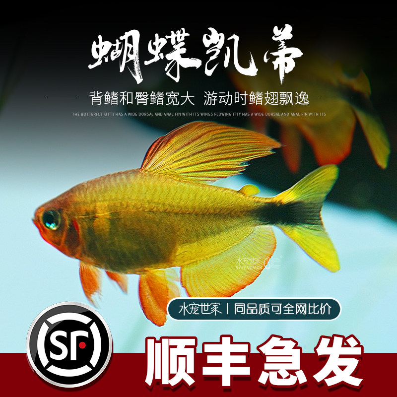 蝴蝶凯蒂灯鱼蝴蝶黄红凯蒂鱼活体南美进口热带观赏鱼高端稀有品种
