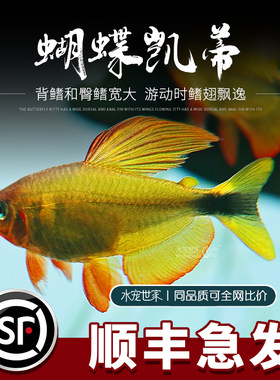 蝴蝶凯蒂灯鱼蝴蝶黄红凯蒂鱼活体南美进口热带观赏鱼高端稀有品种