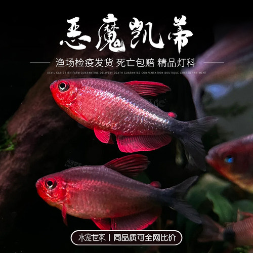恶魔凯蒂灯高端灯鱼观赏鱼活体宝狮灯南美草缸稀有小型鱼热带淡水