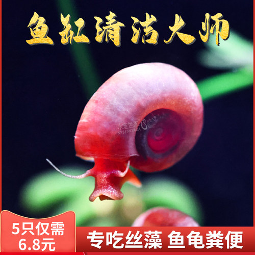 苹果螺羊角螺观赏螺除藻除苔易繁殖生态瓶装饰易爆缸宠物活体繁殖 - 封面