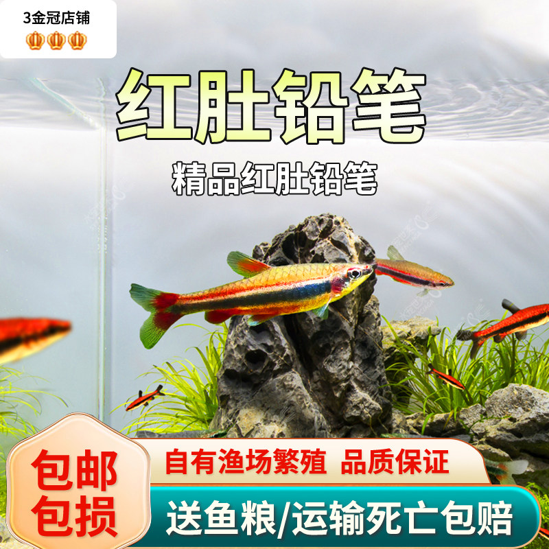 红肚铅笔鱼活体红背铅笔鱼紫焰铅笔火焰铅笔活体除吃丝藻热带观赏