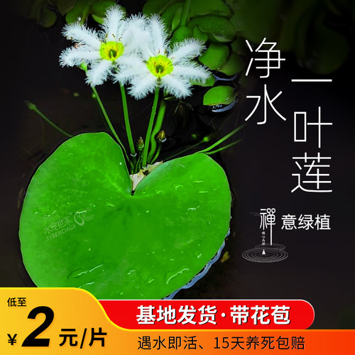 一叶莲浮萍鱼缸水草水培植物碗莲水生植物花卉室内阳台四季开花 - 封面
