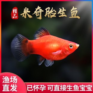 米奇鱼活体鱼小型热带鱼月光鱼淡水鱼活体剑尾鱼胎生鱼水族宠物鱼