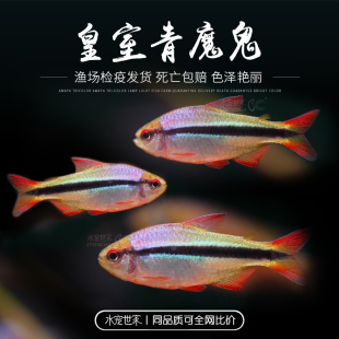 皇室青魔鬼灯鱼草缸淡水鱼橘红霓虹燕子七彩稻田小型热带观赏鱼