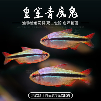 皇室青魔鬼草缸淡水鱼热带观赏鱼