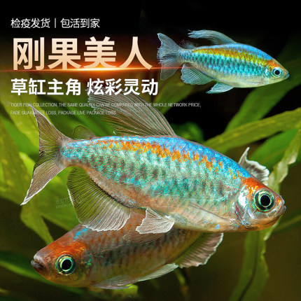 刚果美人鱼小型淡水草缸群游热带观赏鱼霓虹彩虹绿刚果美人活体鱼