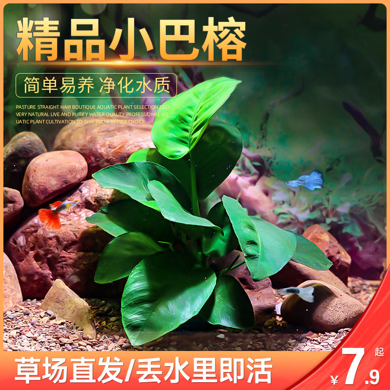 小巴榕国王榕大巴榕沉木水草好养易活鱼缸造景活体阴性懒人真水草,宠物/宠物食品及用品,水草,淘宝优惠券,粉丝福利购,淘宝优惠卷