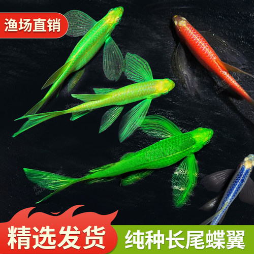 高帆长尾稀有观赏小型活体斑马鱼