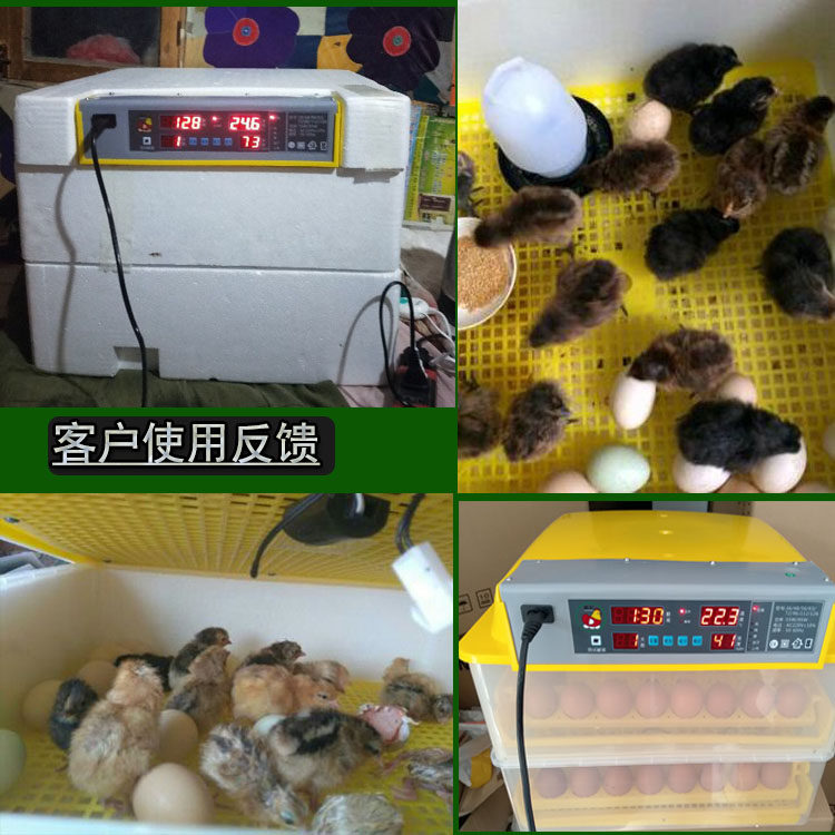 老人用卵化器抱蛋箱全自动孵化器
